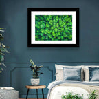 Whakarewarewa Forest Canopy Wall Art