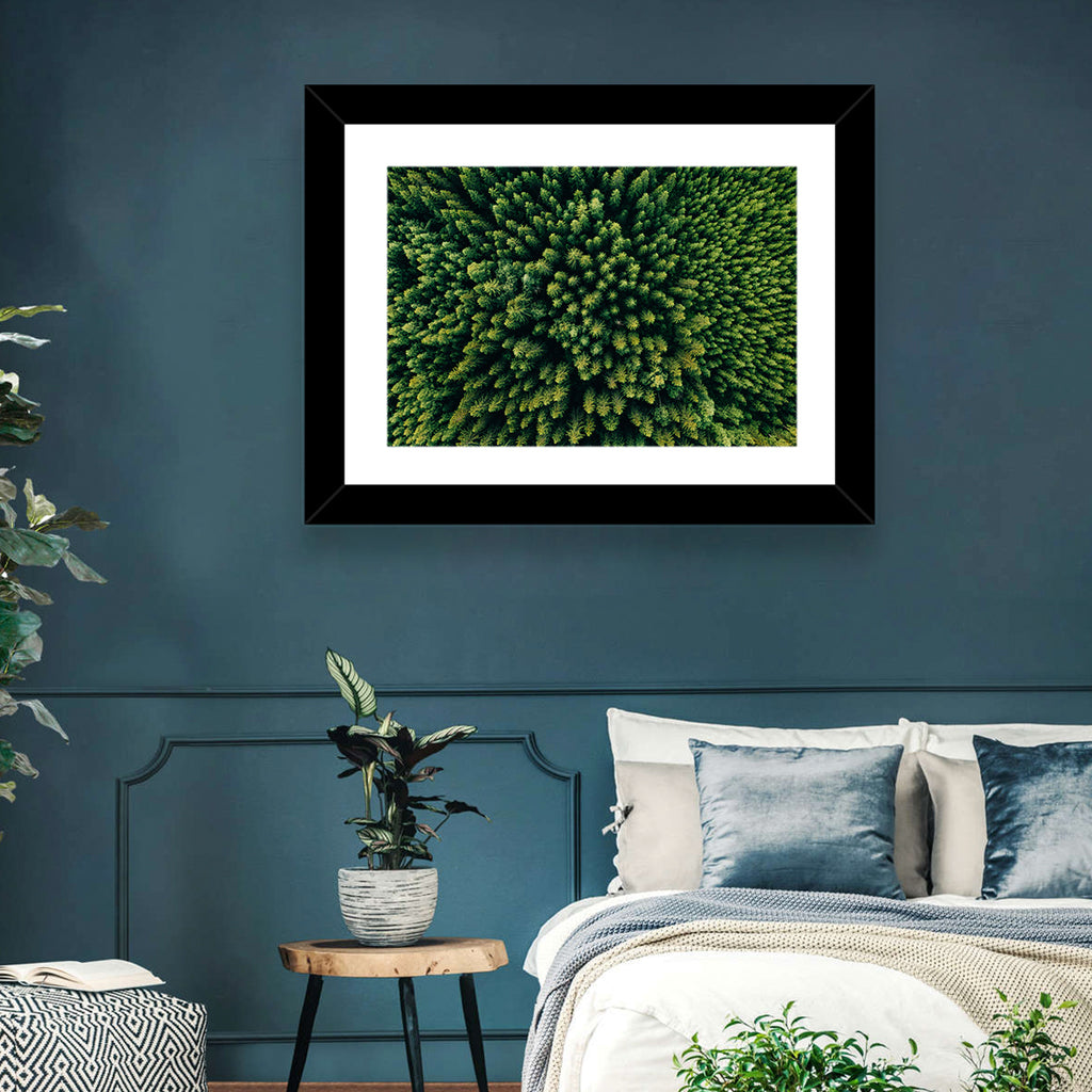 Aerial Conifer Canopy Wall Art