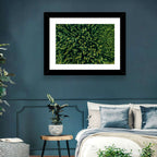 Aerial Conifer Canopy Wall Art