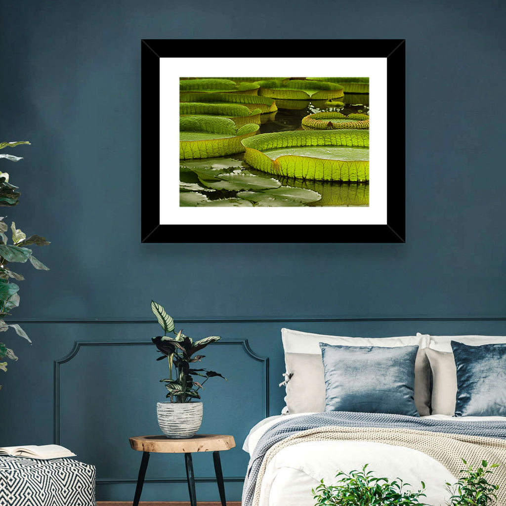 Giant Victoria Amazonica Lily Pads Wall Art