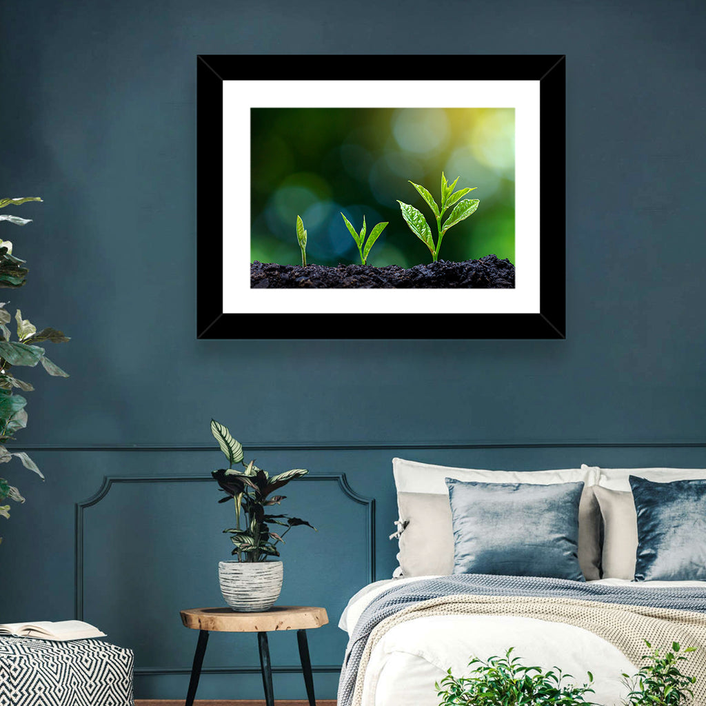 Seedling Growth Stages Wall Art