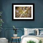 Autumn Forest Canopy Looking Up Wall Art