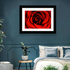 Velvety Red Rose Close-up Wall Art