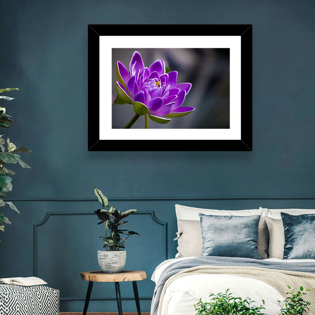 Purple Water Lily Close-up Wall Art
