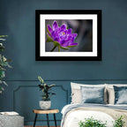 Purple Water Lily Close-up Wall Art