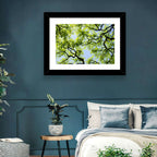 Sunlit Tree Canopy Wall Art