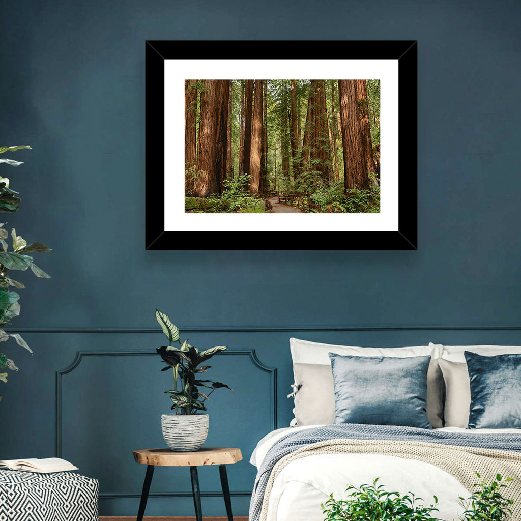 Muir Woods Redwood Trail Wall Art