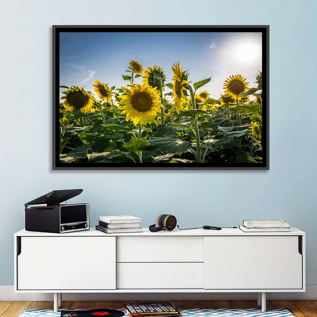 Backlit Sunflower Field Wall Art