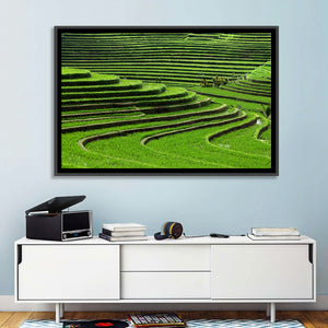 Rice Fields Wall Art
