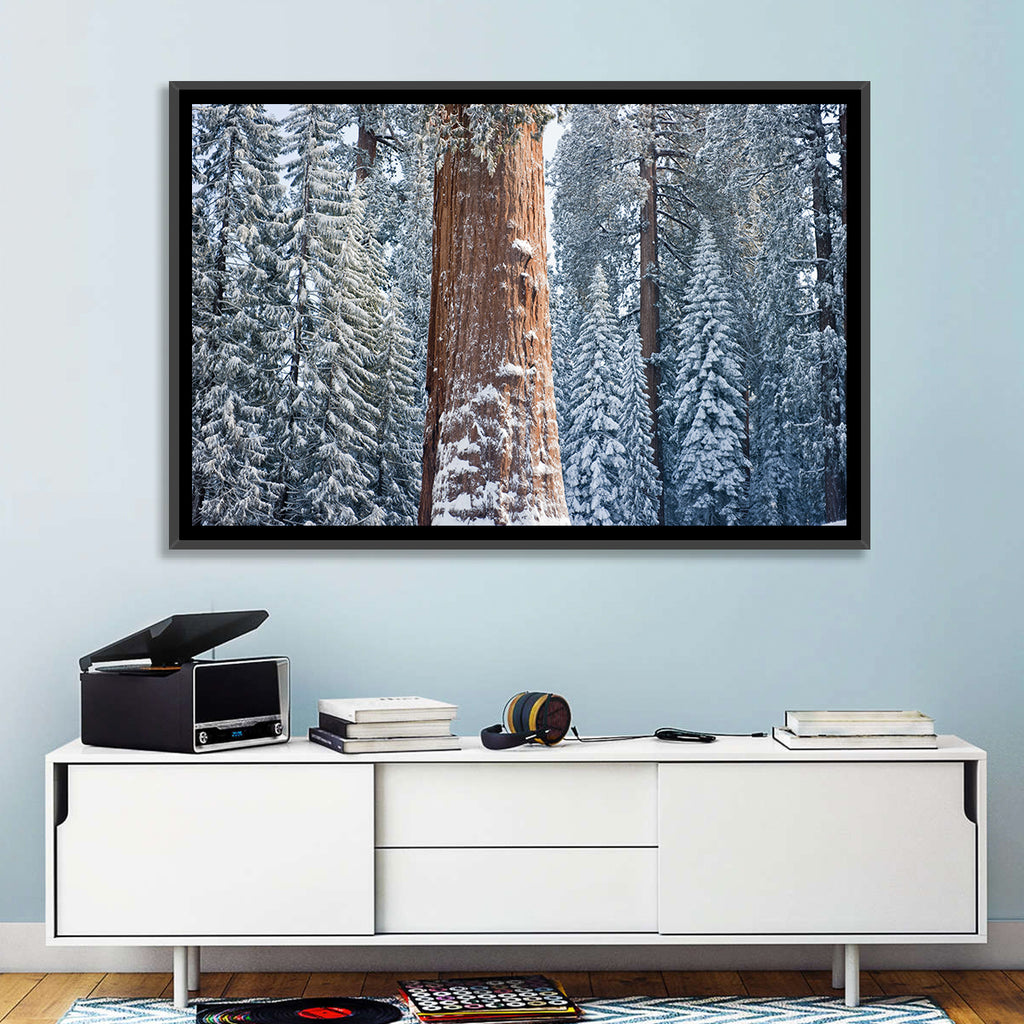 Winter Giant Sequoia in Snowy Forest Wall Art