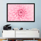 Pink Chrysanthemum Close-up Wall Art
