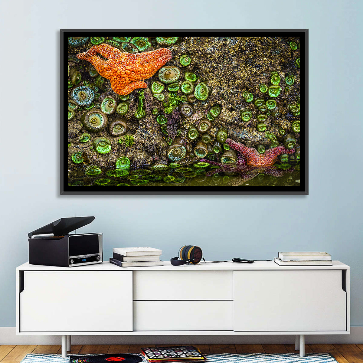 Orange Starfish Tide Pool Wall Art