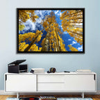 Golden Aspen Canopy View Wall Art