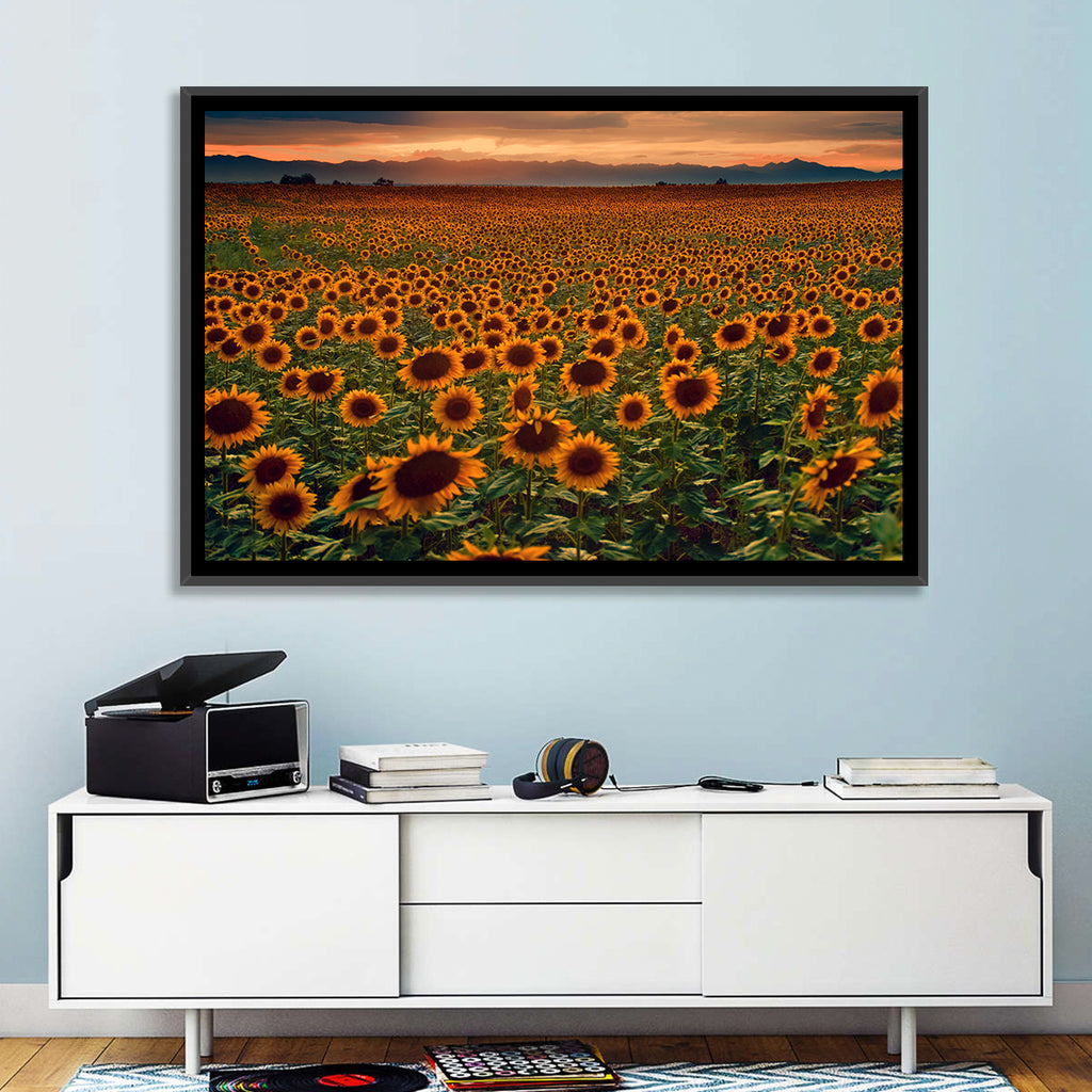 Colorado Sunflower Field at Sunset Wall Art