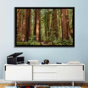 Muir Woods National Monument Wall Art