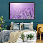 Sunlit Lavender Field Wall Art