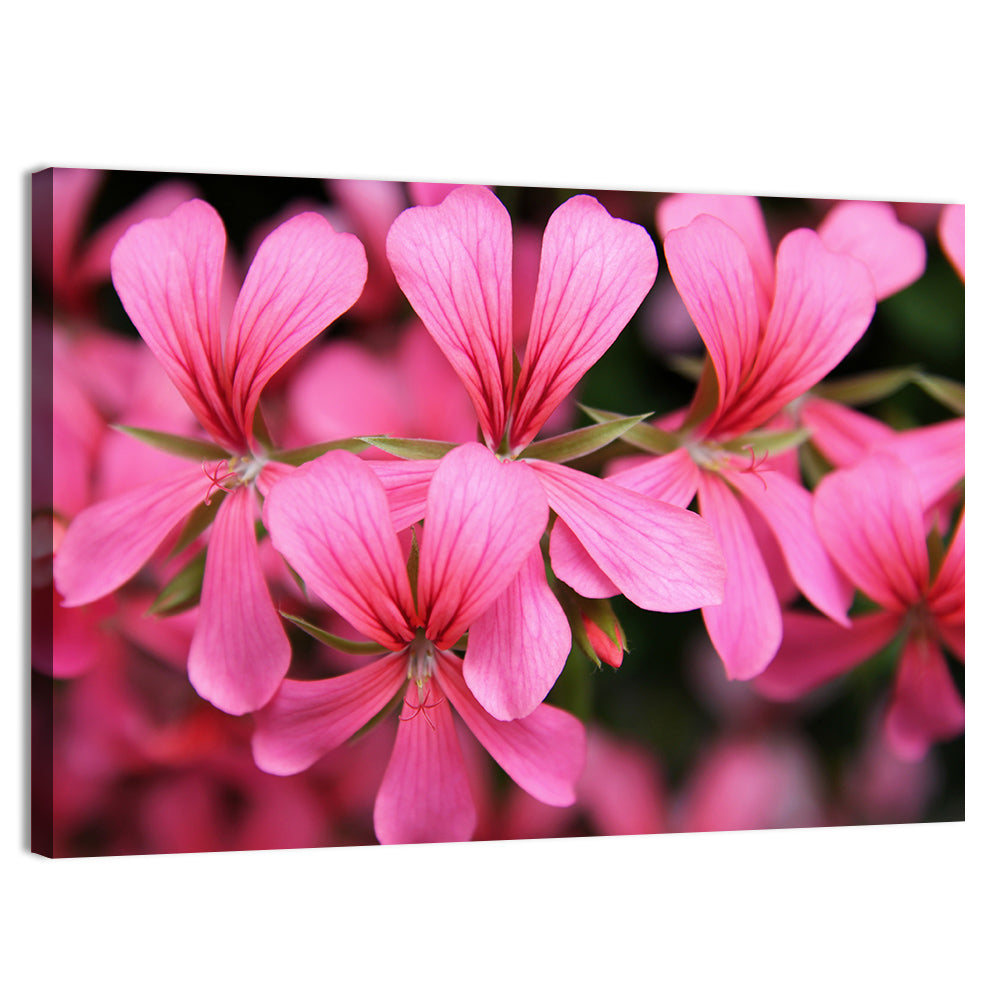 Pink Geranium Close Up Wall Art, canvas print, landscape