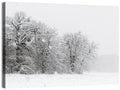 Snow-covered Trees in Fog Wall Art