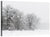 Foggy Winter Trees Wall Art