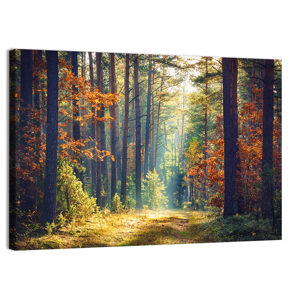Sunlit Autumn Pine Forest Wall Art