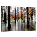 Autumn Flooded Cypress Forest Wall Art