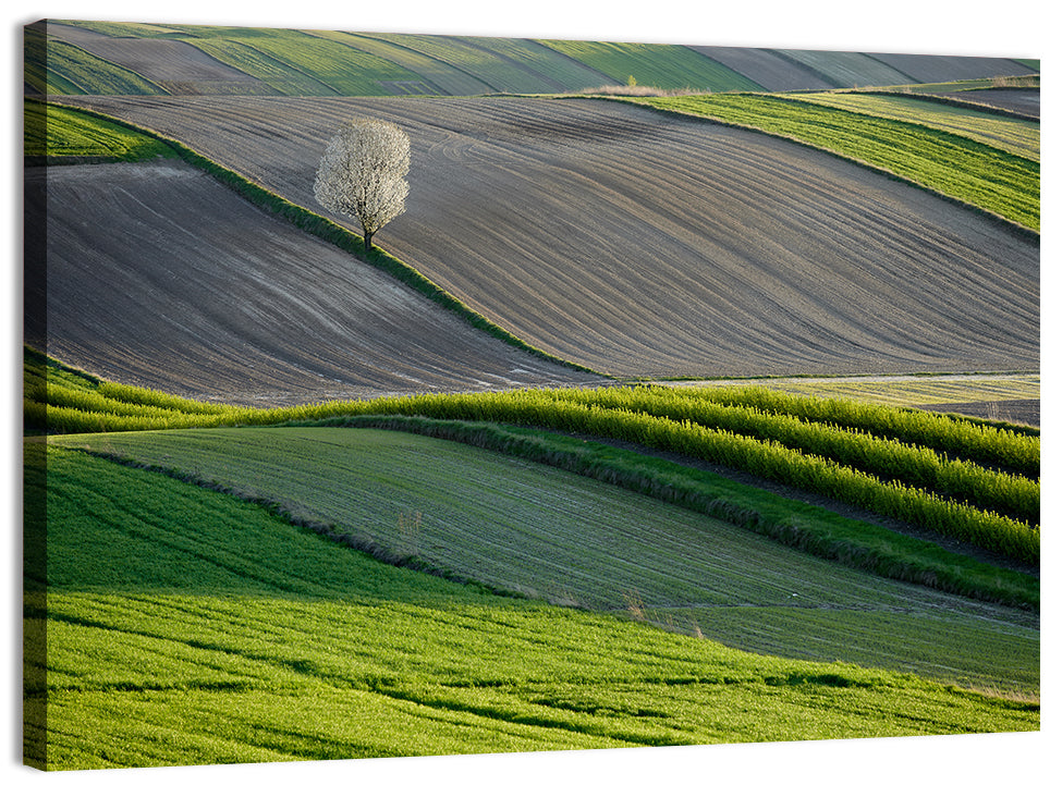 Springtime Polish Fields Wall Art, canvas print, landscape