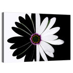 Black and White Daisy with Purple Ring Wall Art