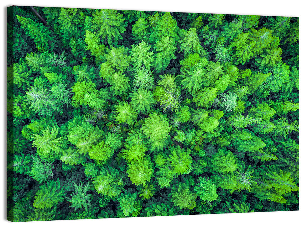 Whakarewarewa Forest Canopy Wall Art