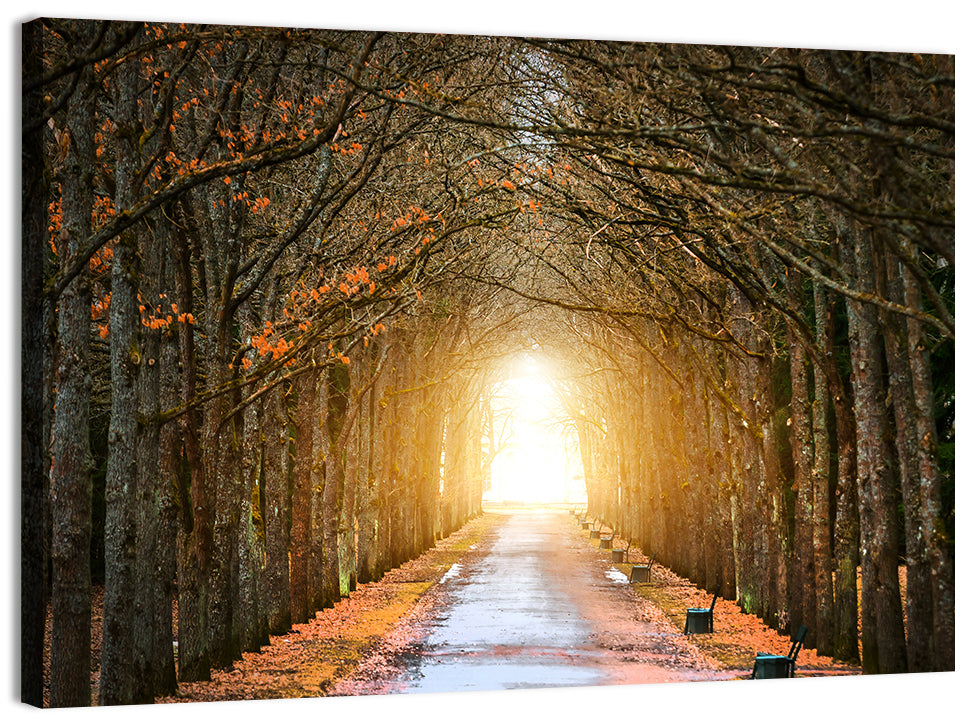 Autumn Oak Tunnel Wall Art