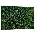 Aerial Conifer Canopy Wall Art