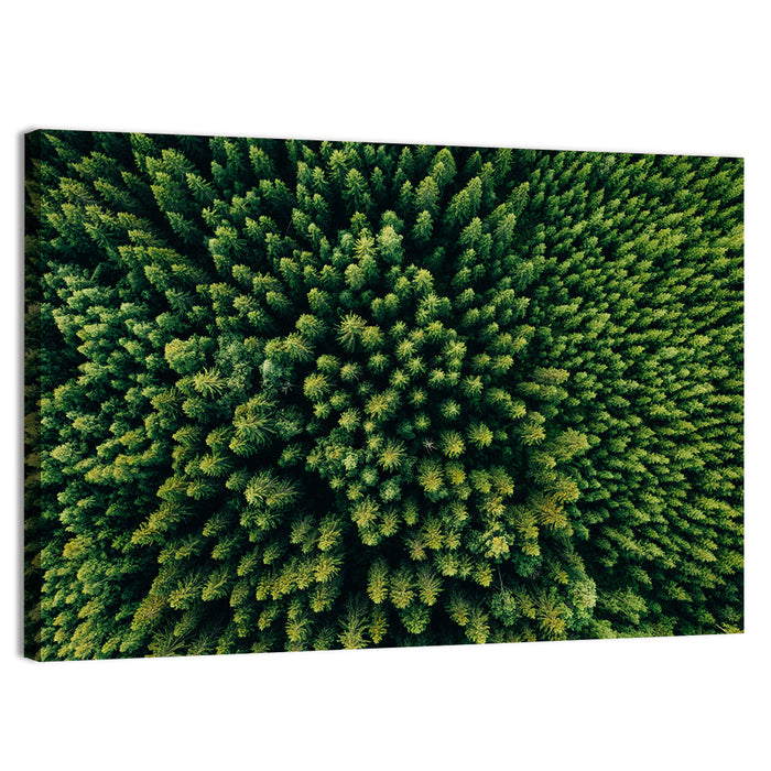 Aerial Conifer Canopy Wall Art as a canvas print