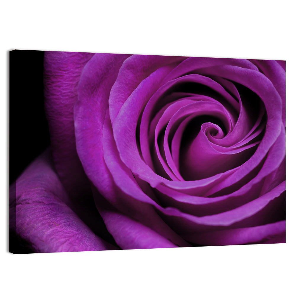 Purple Rose Close-up Wall Art