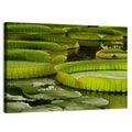 Giant Victoria Amazonica Lily Pads Wall Art
