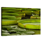 Giant Victoria Amazonica Lily Pads Wall Art