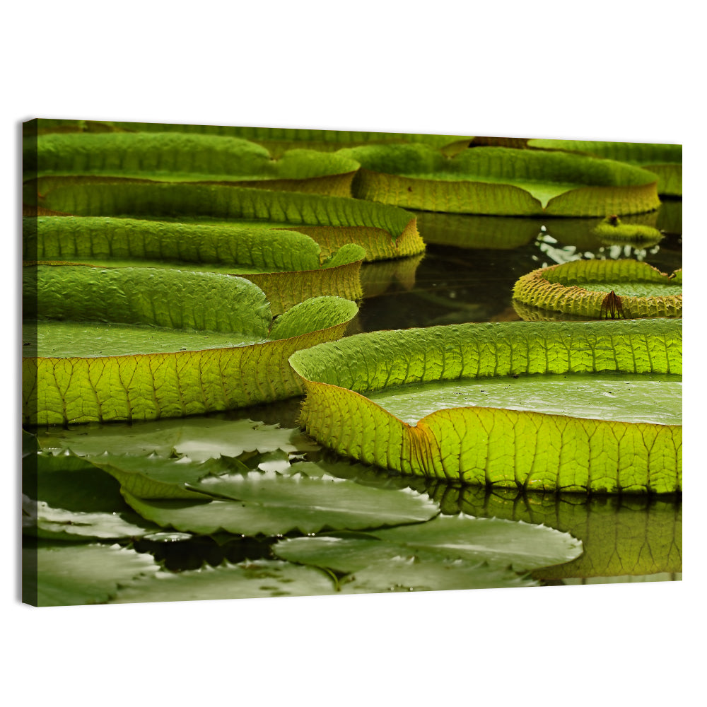 Giant Victoria Amazonica Lily Pads Wall Art