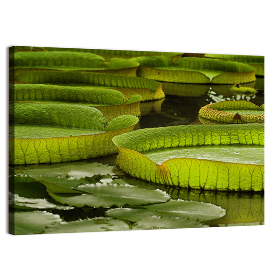 Giant Water Lilies Wall Art