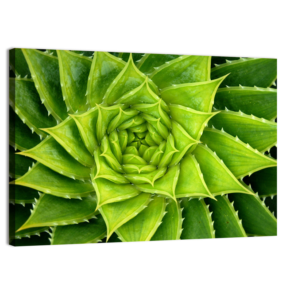 Spiral Aloe Succulent Wall Art