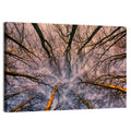 Misty Forest Canopy Wall Art