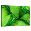 Dewy Hosta Leaves Wall Art