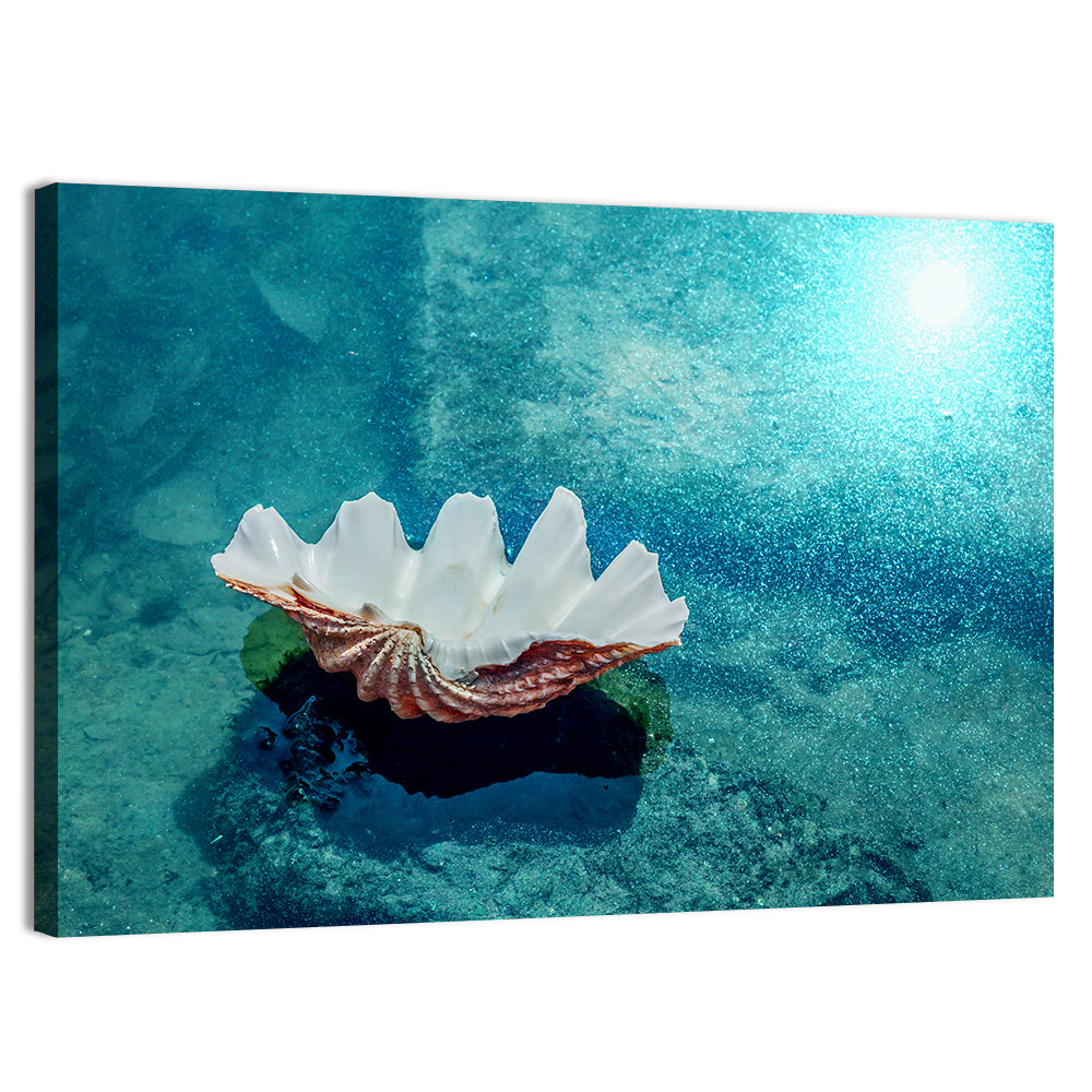 Giant Clam Shell Wall Art