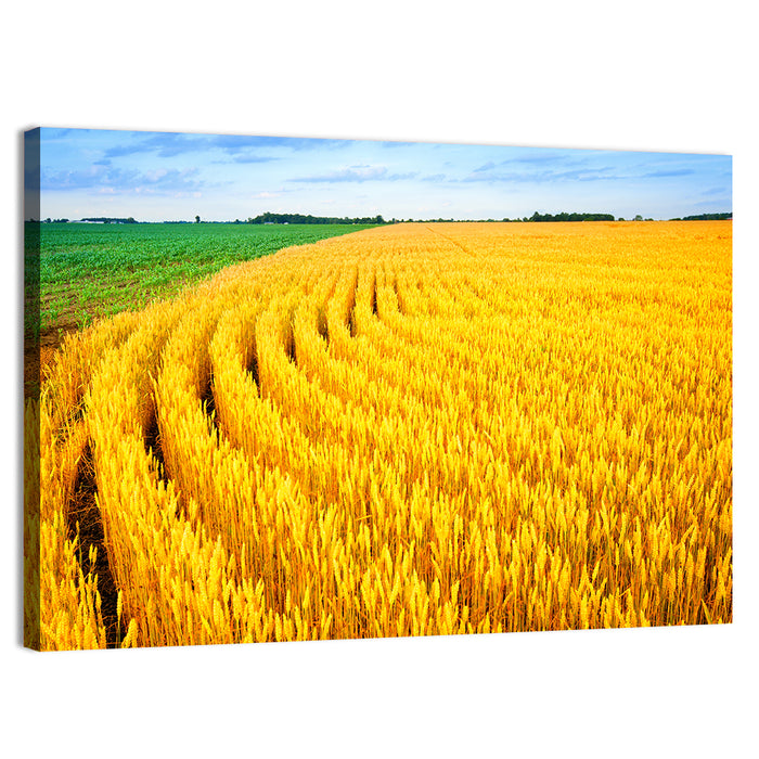Summer Wheat Field with Curved Paths Wall Art as a canvas print