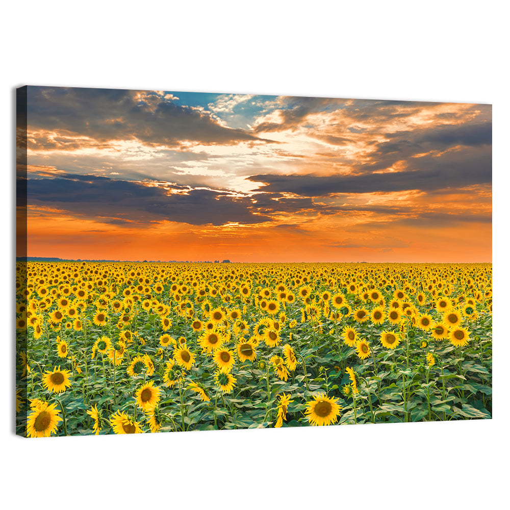 Golden Hour Sunflower Field Wall Art