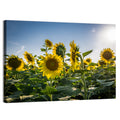 Backlit Sunflower Field Wall Art