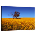 Canola Field with Lone Tree Wall Art