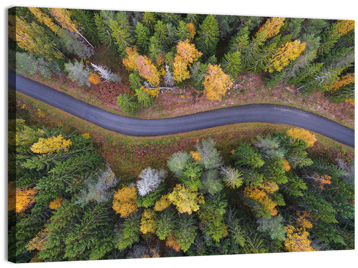 Aerial Autumn Forest Road Wall Art