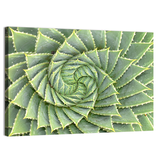 Spiral Aloe Wall Art