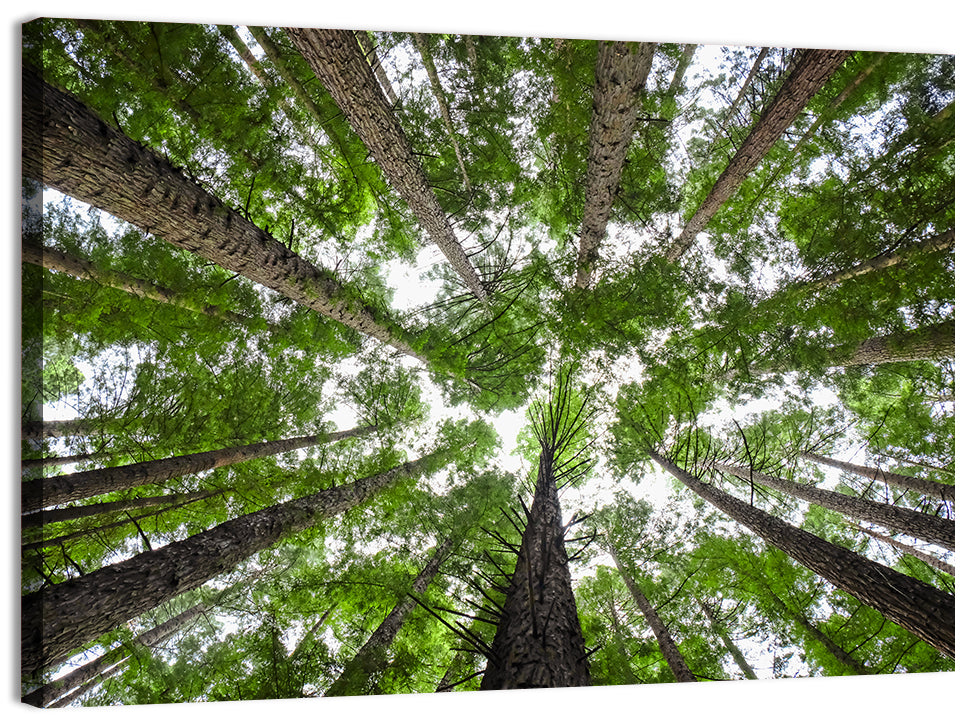 Redwood Forest Canopy Wall Art, canvas print, landscape
