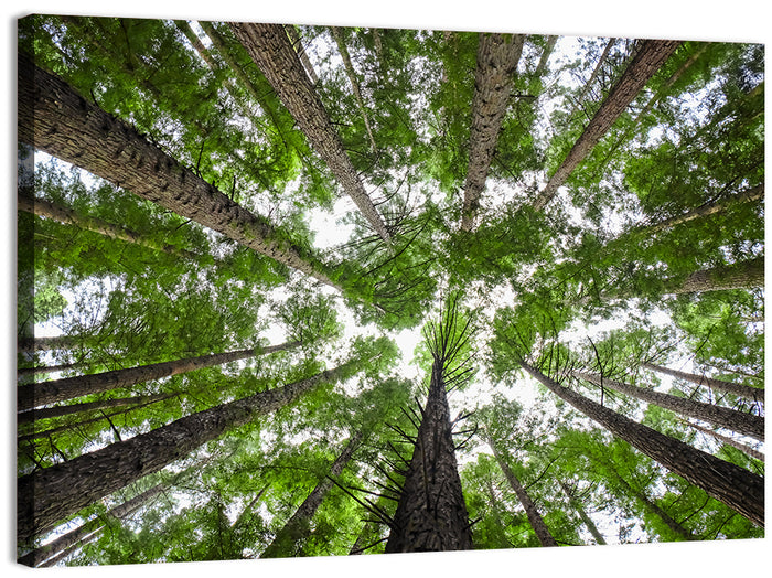 Redwood Forest Canopy Wall Art as a canvas print