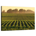 Misty Soybean Field at Dusk Wall Art