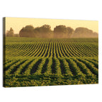 Misty Soybean Field at Dusk Wall Art